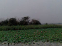 android_upload_pic-微山湖红荷湿地景区