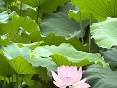 -成都杜甫草堂博物馆