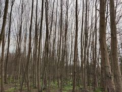 -桤木河湿地公园