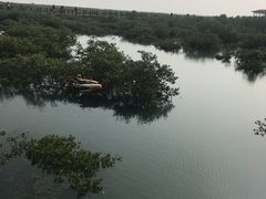 -北海金海湾红树林生态旅游区