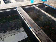 -蓝湾碧波·老字号·疍家非遗海上餐厅