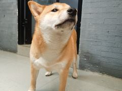 -柚下次·关东煮