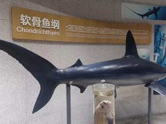 -青岛海底世界-水族馆