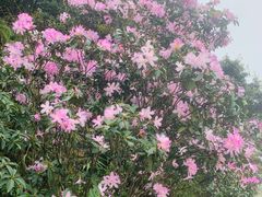 -梧桐山风景名胜区