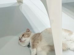 -糯米喵星人·撸猫猫舍咖啡馆(西市场嘉华店)