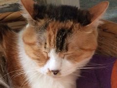 Anne猫窝咖啡屋-Anne猫窝咖啡屋