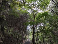 -王顺山国家森林公园
