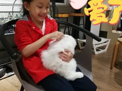 -东方名猫馆·英短金渐层布偶猫舍(环线广场1号楼店)