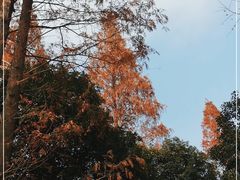 -苏州上方山国家森林公园