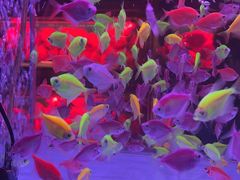 -花鸟鱼虫鲜花绿植市场(玉泉路店)