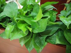 -荷花泰菜(东方新天地店)