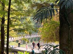 -深圳仙湖植物园