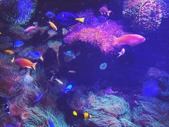 -悉尼海洋生物水族馆