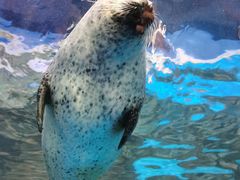 -上海海洋水族馆