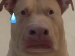 -四季海鲜酒楼·粤菜·早茶·宴会(南山中心区店)