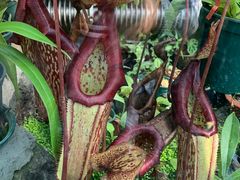 -国家植物园南园