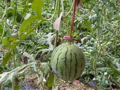 -万源龙顺度假庄园生态观光园