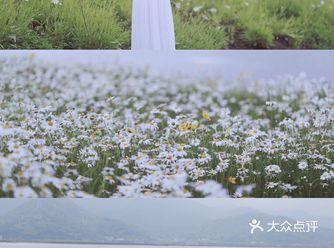 宁波|与海的距离,只隔着一片浪漫花海