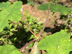 -广州神农草堂中医药博物馆