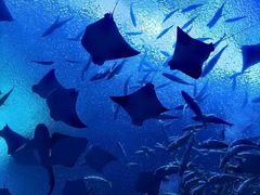 -珠海长隆海洋王国