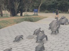 -广东惠东海龟国家级自然保护区