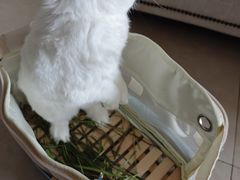 -宠物兔专门店(天丰利市场店)