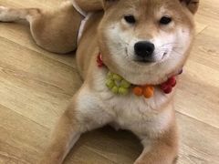 -柴犬小屋·柴餐厅·狗咖食堂(金鼎广场店)