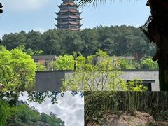 -铁山坪森林公园