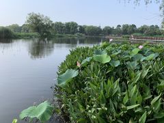 -长兴太湖图影湿地文化园