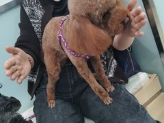 -宠福鑫康馨动物医院·骨科·眼科