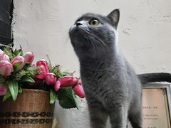 -猫色咖啡·猫咖