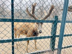 -北京麋鹿生态实验中心