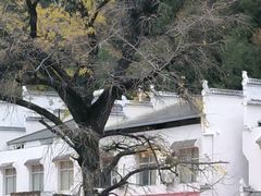 -千年银杏谷文化旅游区