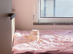 -猫十亿·布偶金渐层·曼基康矮脚猫舍(青年路店)