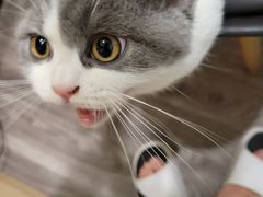 -小猫来了·猫舍(红山六九七九店)