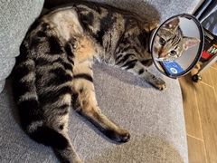 -创凡宠物医院·骨专科  猫科中心(西乡分院)