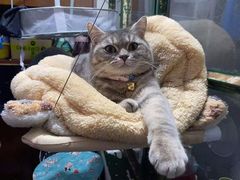 -宠颐生嘉德动物医院
