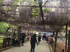 -嘉定紫藤园