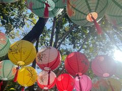 -西双版纳原始森林公园