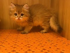 -欣宠猫屋·矮脚拿破仑·蓝金金渐层