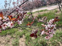 -小菜园新徽菜(扬州华润万象汇店)