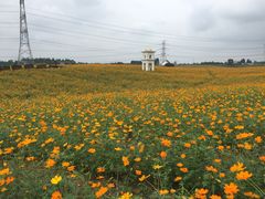 -紫颐香薰山谷景区