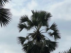 -新加坡植物园