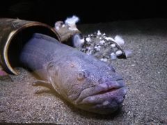 -西雅图水族馆