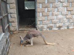 -石家庄市动物园