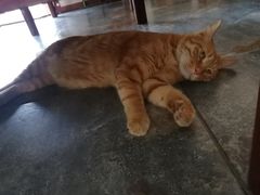 -艾贝尔宠物医院·24H转诊中心·肿瘤猫专科(江宁双龙店)