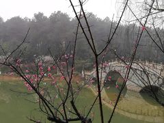 -铁山坪森林公园