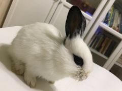 -艾贝尔宠物医院·24H转诊中心·肿瘤猫专科(江宁双龙店)