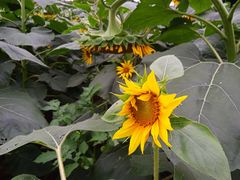-松山湖梦幻百花洲