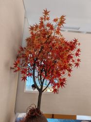 -娜芙缇缇med spa